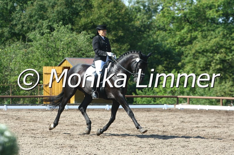 109M6263_Waldenser__Dressur Nachwuchs.JPG